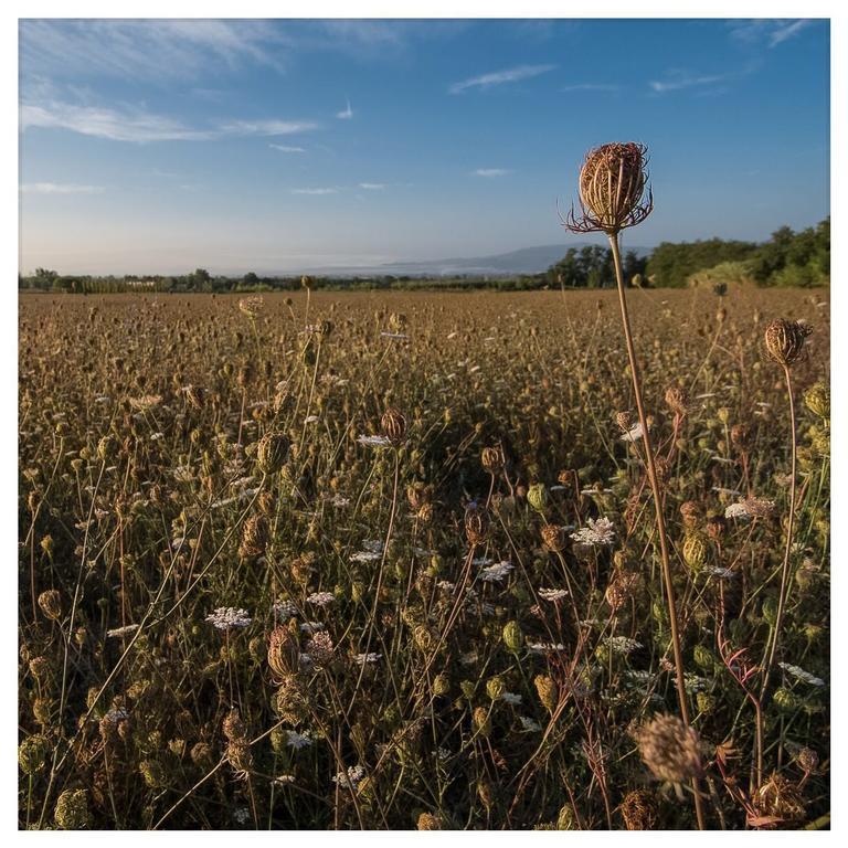 Agriturismo La Torricella Пистоя Екстериор снимка